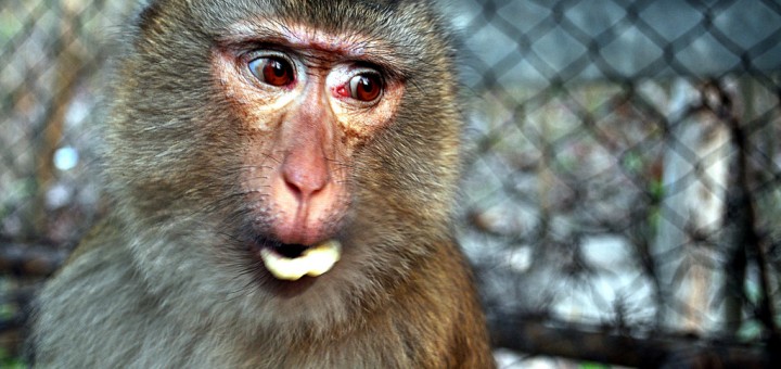 猴年2016吉祥話 | 猴年新年祝賀詞2016