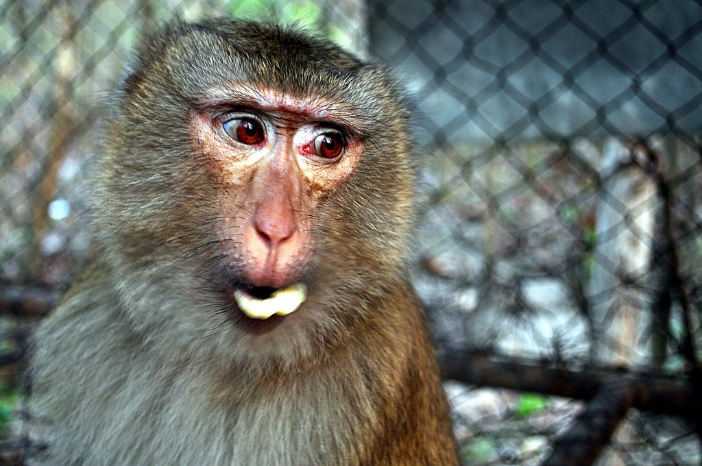 猴年2016吉祥話 | 猴年新年祝賀詞2016