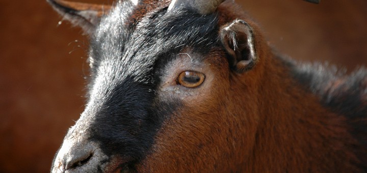 羊年吉祥話新年賀詞 | 羊年新年祝賀詞2015