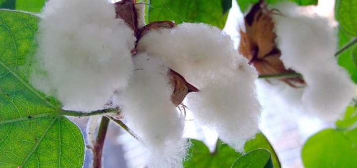 綿籽油是什麼? 會造成人體多大的危害?