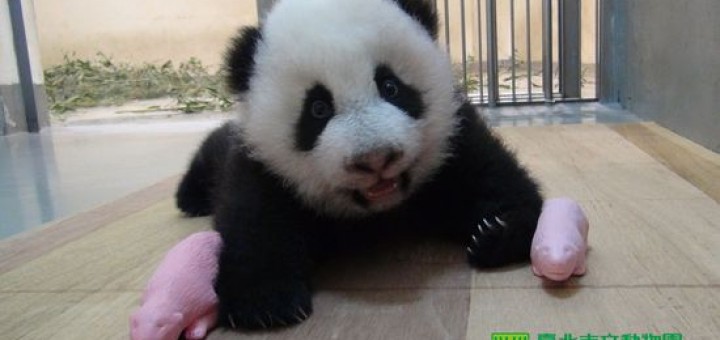 木柵動物園圓仔參觀時間 & 規則