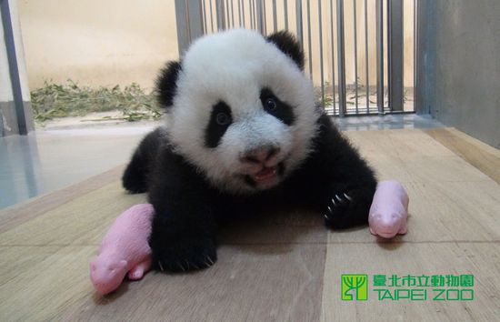 木柵動物園圓仔參觀時間 & 規則